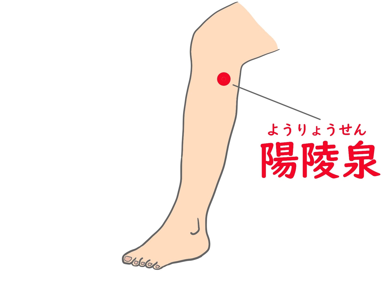 陽陵泉 坐骨神経痛に効果のあるツボ