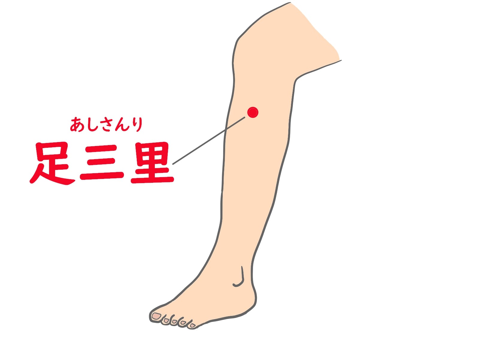 足三里 場所を示した画像